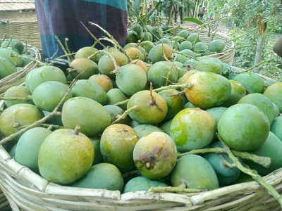 20 KG Himsagor Mango (সরাসরী সাতক্ষীরার বাগান থেকে)